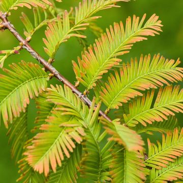 Metasequoia glyptostroboides em sementes - Metasequoia