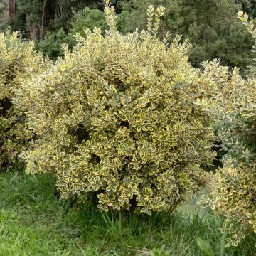 Metrosídero excelsa Aurea