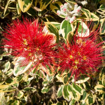 Pohutukawa kermadecensis Aureomarginata