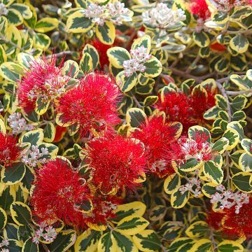 Pohutukawa kermadecensis Sunninghill