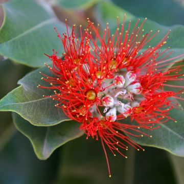 Metrosideros × thomasii