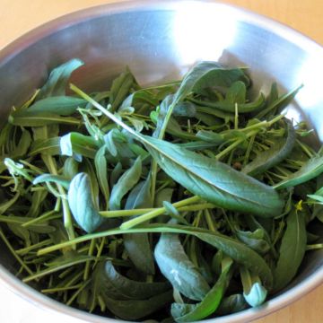 Mibuna NT - Ferme de Sainte Marthe