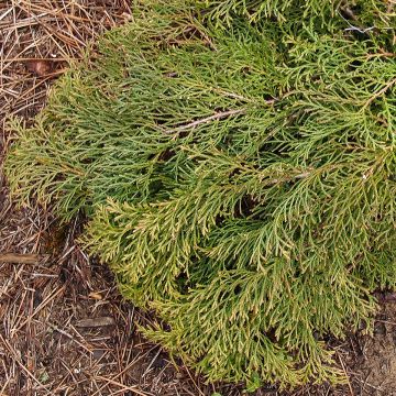 Microbiota decussata Fuzzball