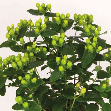 Hypericum inodorum Miracle Pistache