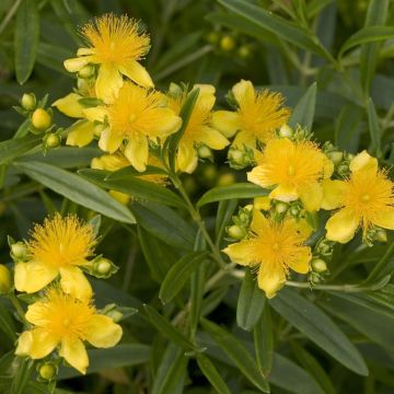 Hypericum kalmianum Sunny Boulevard