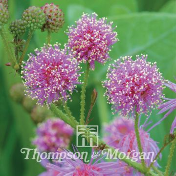 Mimosa nuttallii Pink Sparkles em sementes