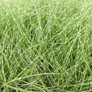 Miscanto sinensis Strictus Dwarf