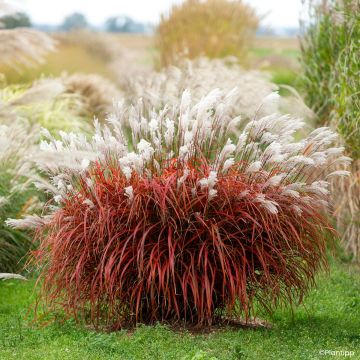 Miscanthus Lady in Red