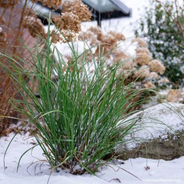 Miscanthus Miscanvert