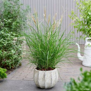 Miscanthus sinensis Missmini