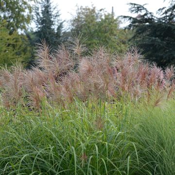 Miscanthus transmorrisonensis Sunset
