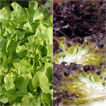 Mistura de alfaces folha de carvalho vermelha/verde plantas jovens