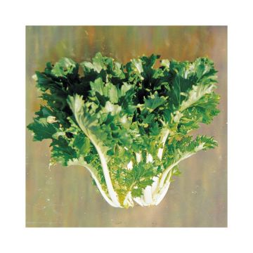 Mizuna Kyoto - Ferme de Sainte Marthe