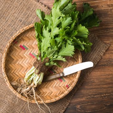 Mizuna Kyoto - Ferme de Sainte Marthe Mizuna Kyoto - Ferme de Sainte Marthe