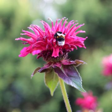 Monarda Bee True