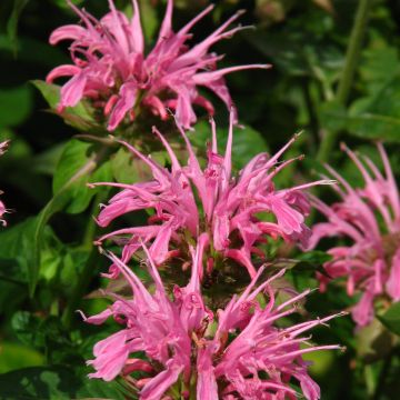 Monarda didyma Croftway Pink