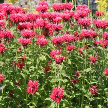 Monarda Gardenview Scarlet