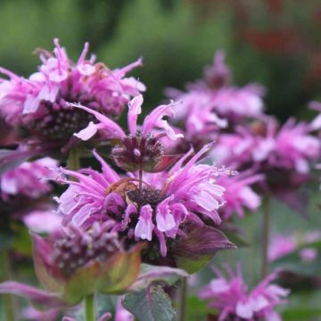Monarda Mohawk