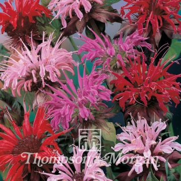 Monarda didyma Superb Mixed em sementes