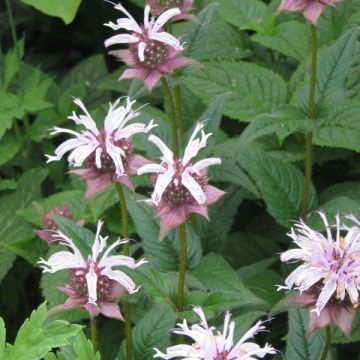 Monarda bradburiana