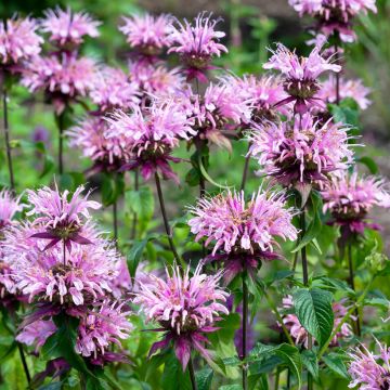 Monarda Beauty of Cobham