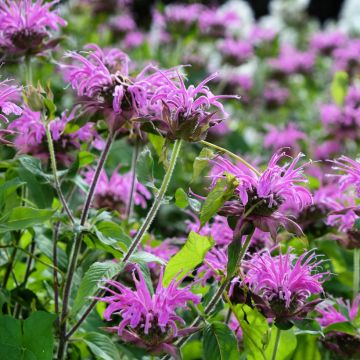 Monarda Blaustrumpf
