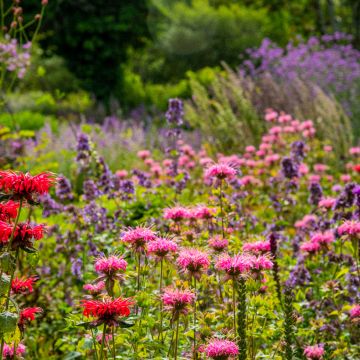 Monarda didyma Croftway Pink Monarda didyma Croftway Pink