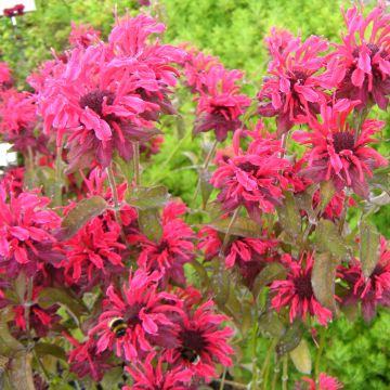 Monarda × fistulosa Feuerschopf