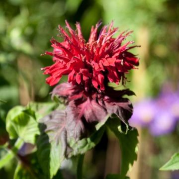 Monarda Fireball