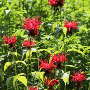 Monarda Jacob Cline Monarda Jacob Cline