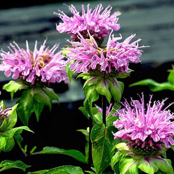 Monarda Melissa