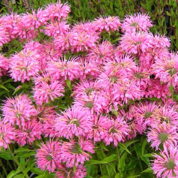 Monarda didyma Pardon My Pink