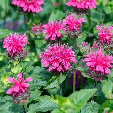 Monarda Pink Lace Monarda Pink Lace