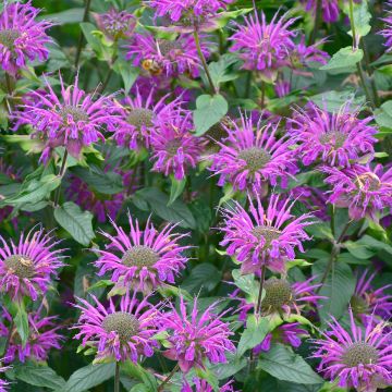 Monarda Prärienacht