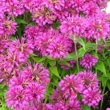 Monarda Purple Lace