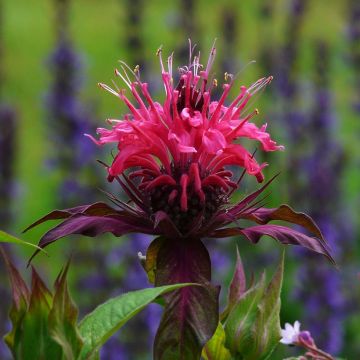 Monarda × fistulosa Scorpion