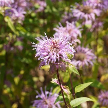 Monarda bradburiana