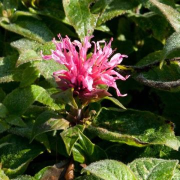 Monarda didyma Cranberry Lace