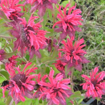 Monarda Gewitterwolke