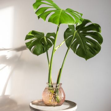 Monstera deliciosa - Costela-de-adão