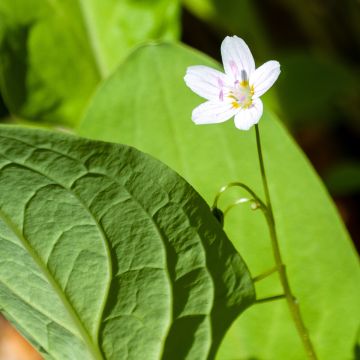 Claytonia sibirica Alba