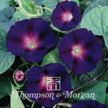 Glória da manhã Star of Yelta em sementes