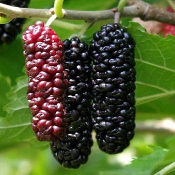 Amoreira Illinois Everbearing - Morus rubra x alba