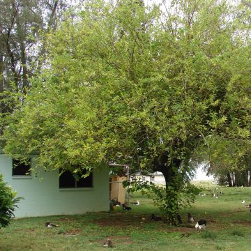 Morus alba - Amoreira-branca