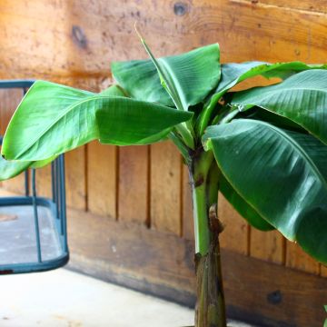 Musa basjoo Tchetchenia - Bananeira-japonesa