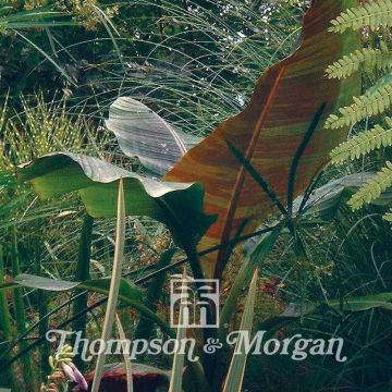 Musa sikkimensis em sementes - Bananeira-do-Sikkim