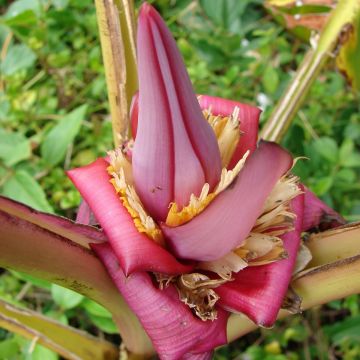 Musa velutina - Bananeira-rosa