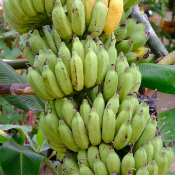 Musa paradisiaca Pisang Seribu - Bananeira