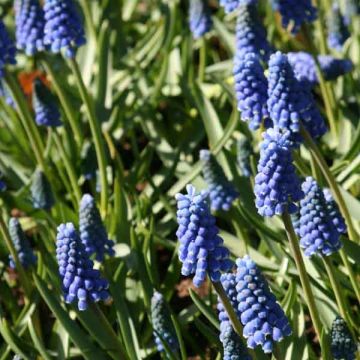 Uva-de-jacinto Blue Magic - Muscari aucheri