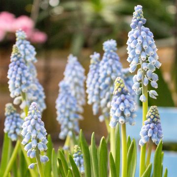 Jacinto-uva Manon - Muscari armeniacum
